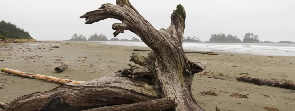 Driftwood on Tofino beach with ocean in background, representing self-care and mindfulness